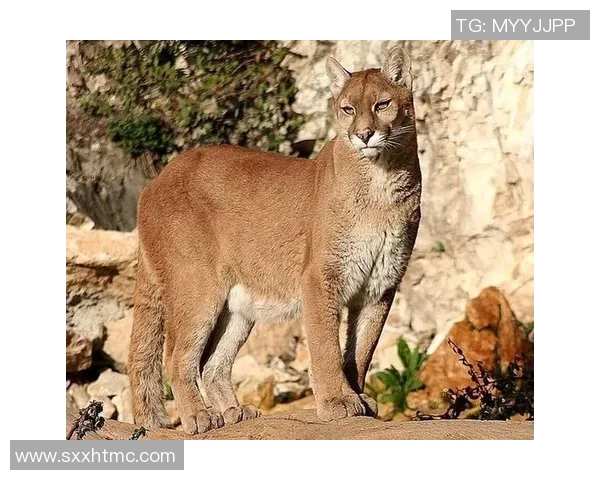 美洲狮与阿特拉斯的精彩对决视频全景解析与精彩瞬间回顾